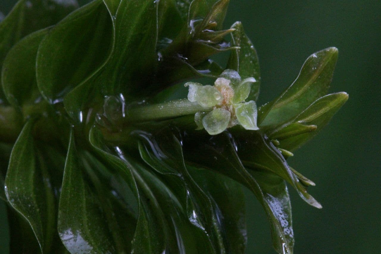 Groenlandia densa 7