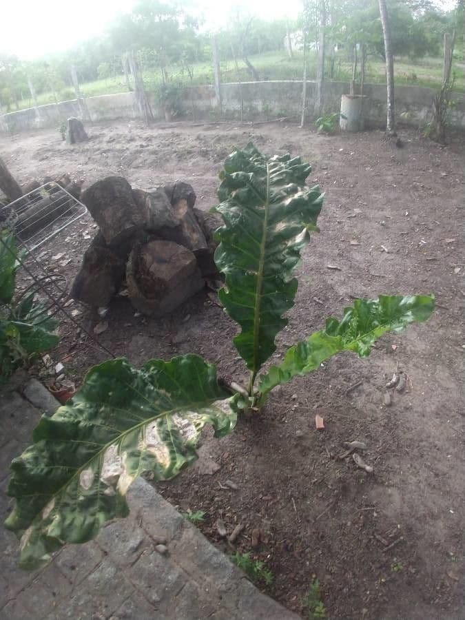 Anturio 9