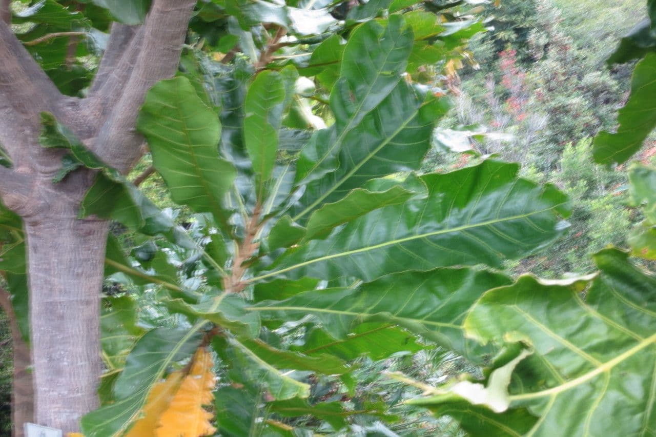 Forest big-leaf 21