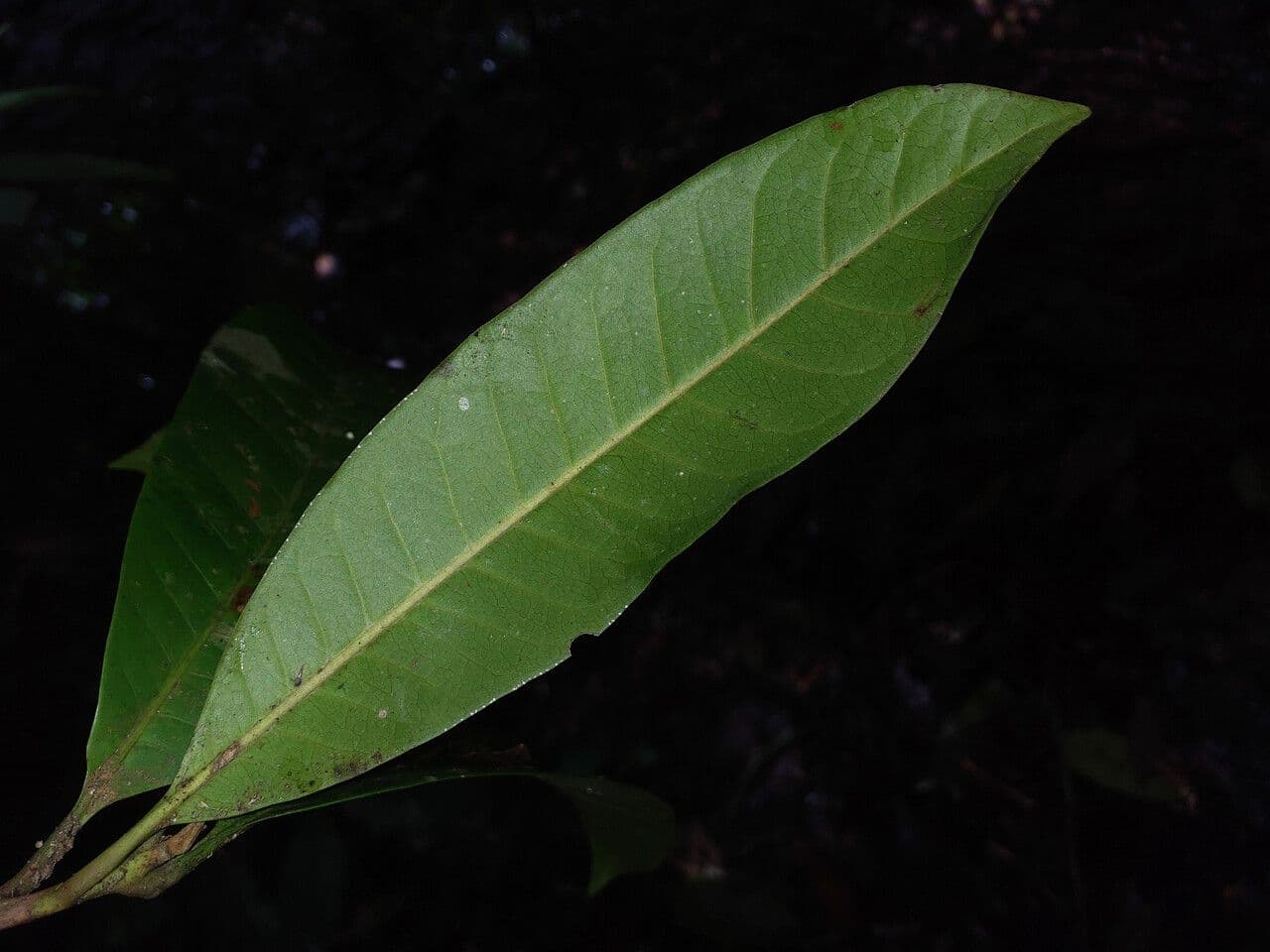 Pouteria 4