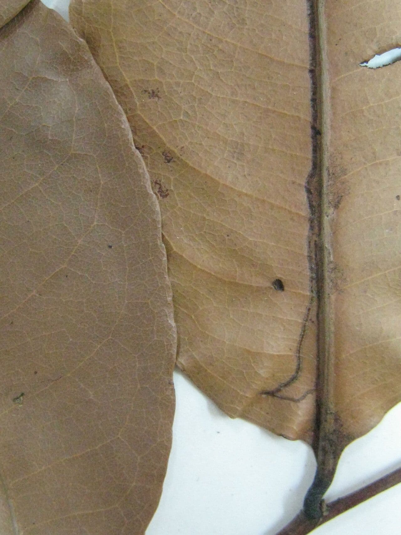 Sacoglottis 9