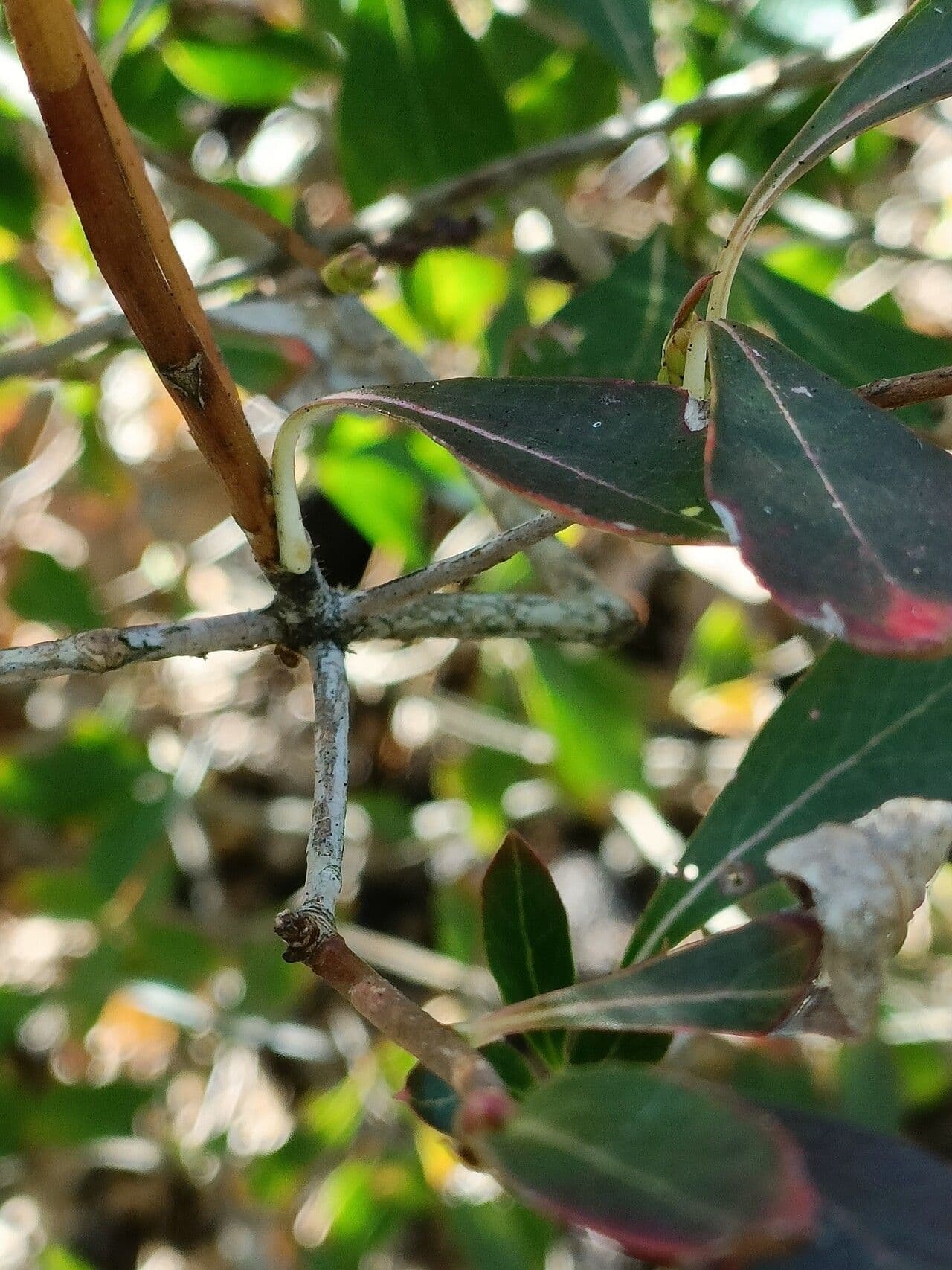 Enkianthus blanco 12