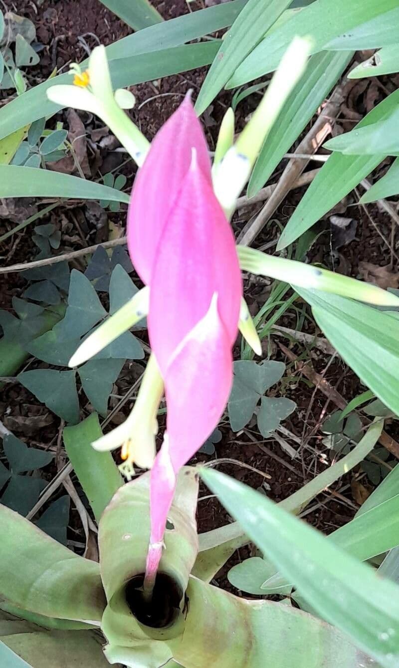 Billbergia 3