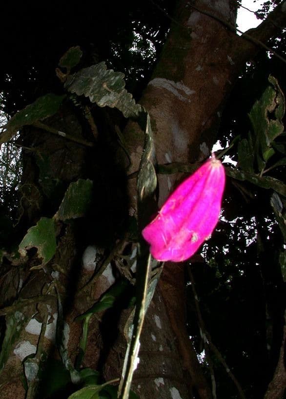 Epyfilum 3
