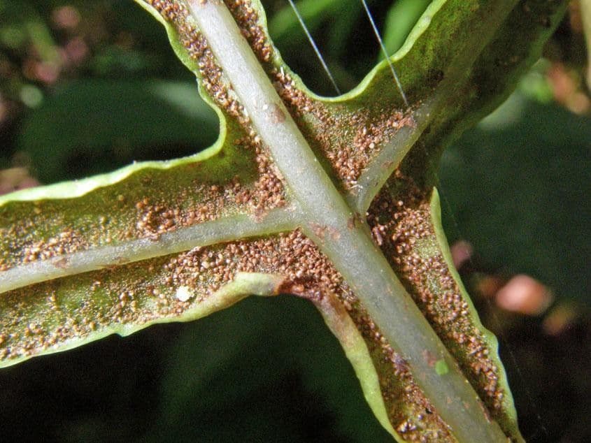 Bolbitis portoricensis 7
