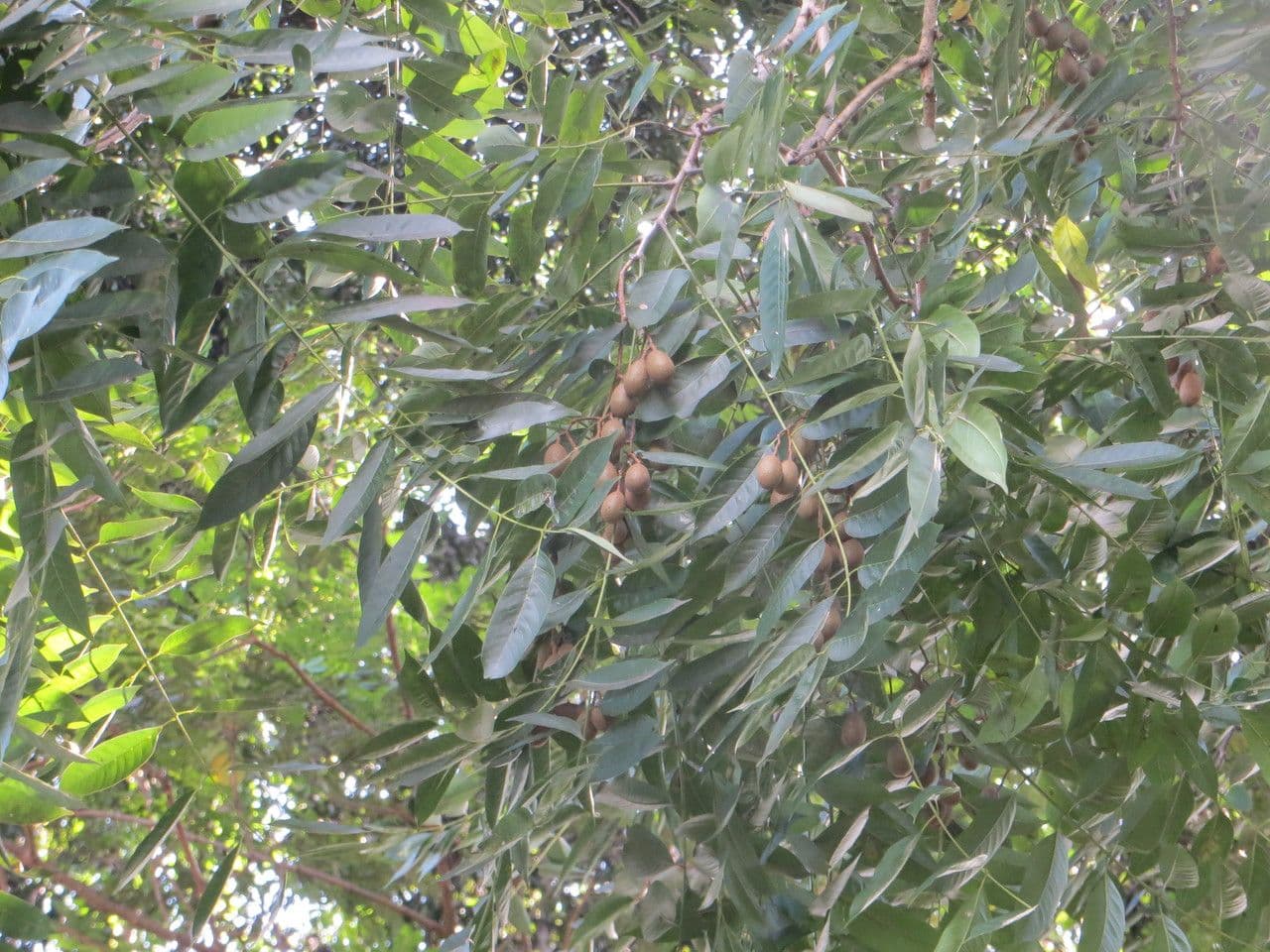 Longan 13