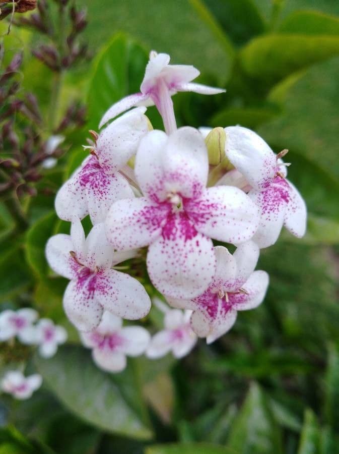Pseuderanthemum 8