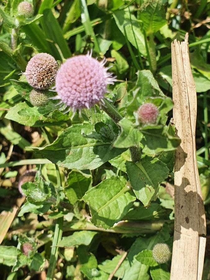 Sphaeranthus suaveolens 11