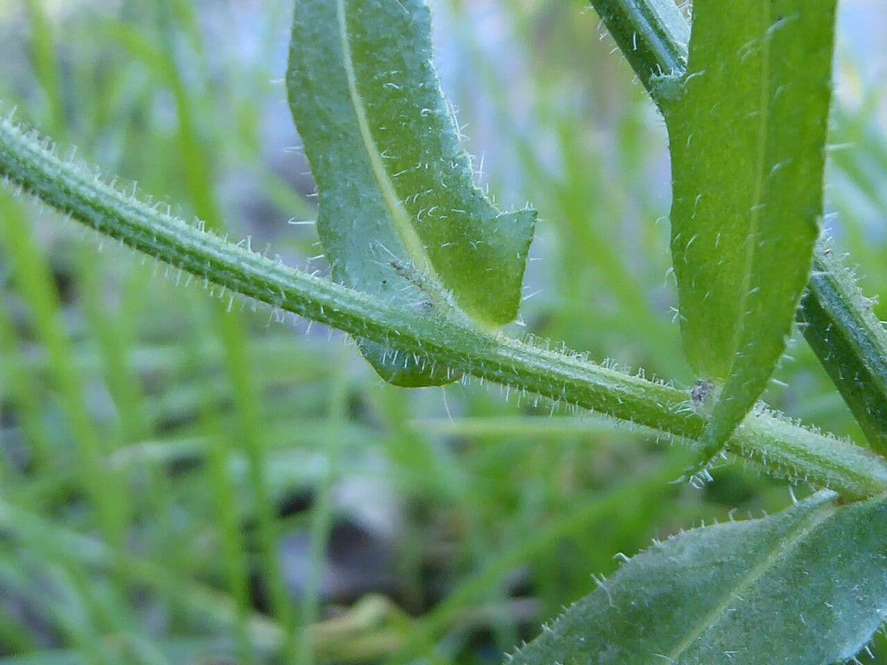 Radicchiella vescicosa 24