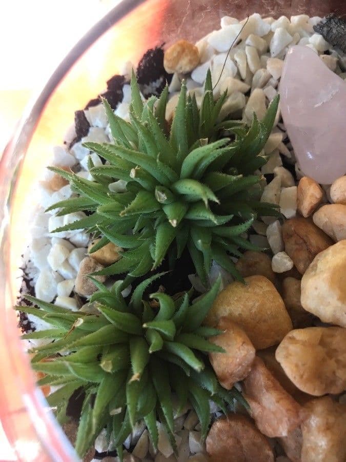 Haworthia 4