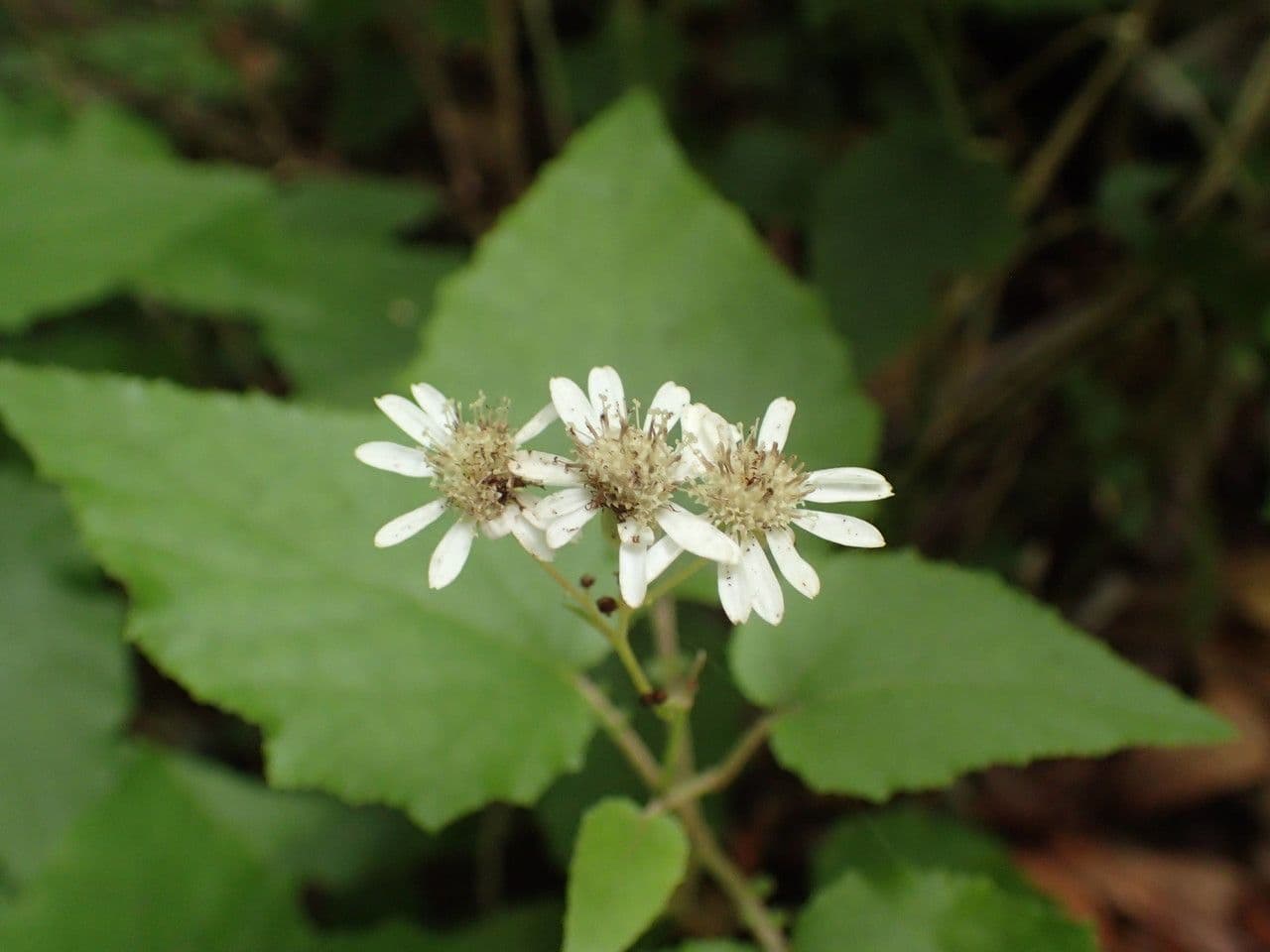 Pericallis 3