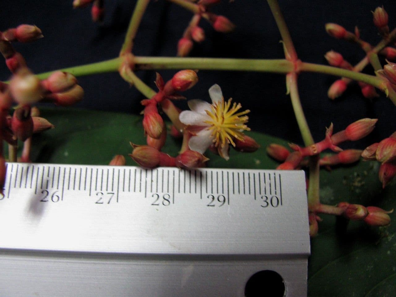 Chrysochlamys 4