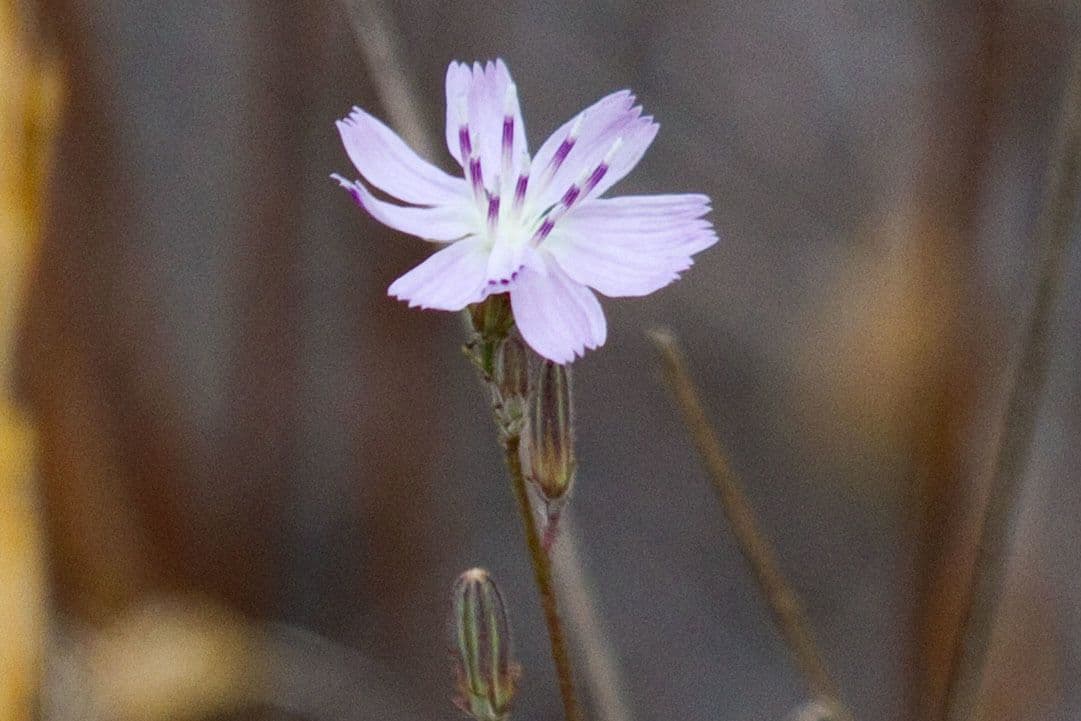 Stephanomeria diegensis