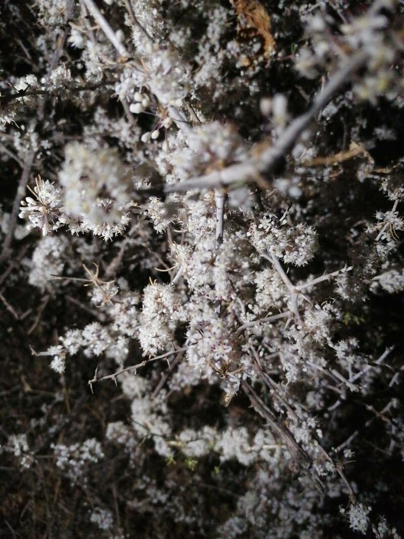 White asparagus 7