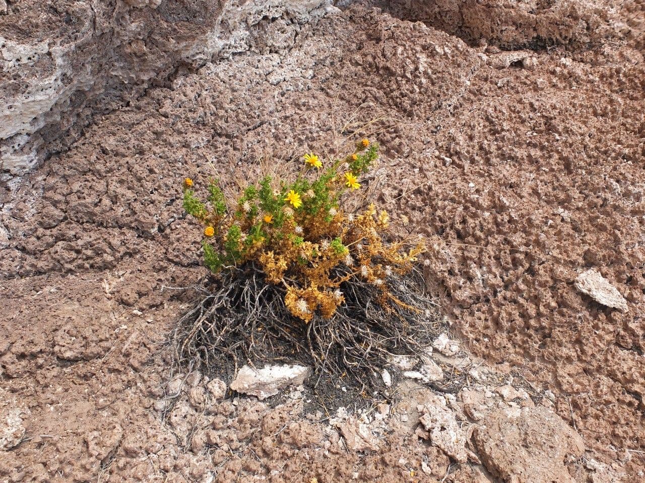 Haplopappus 9