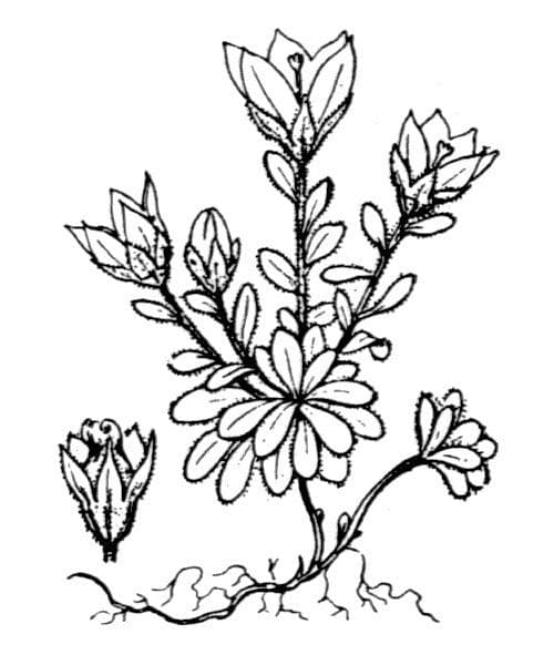 Campanula di Cenis 20