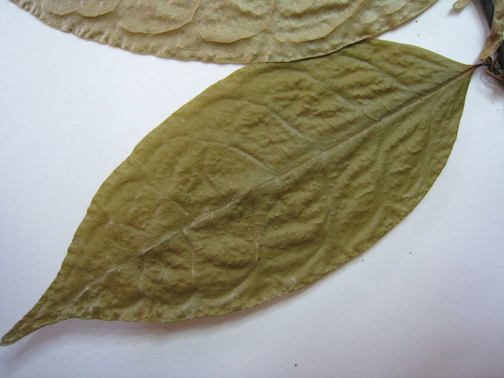 Erythroxylum 3