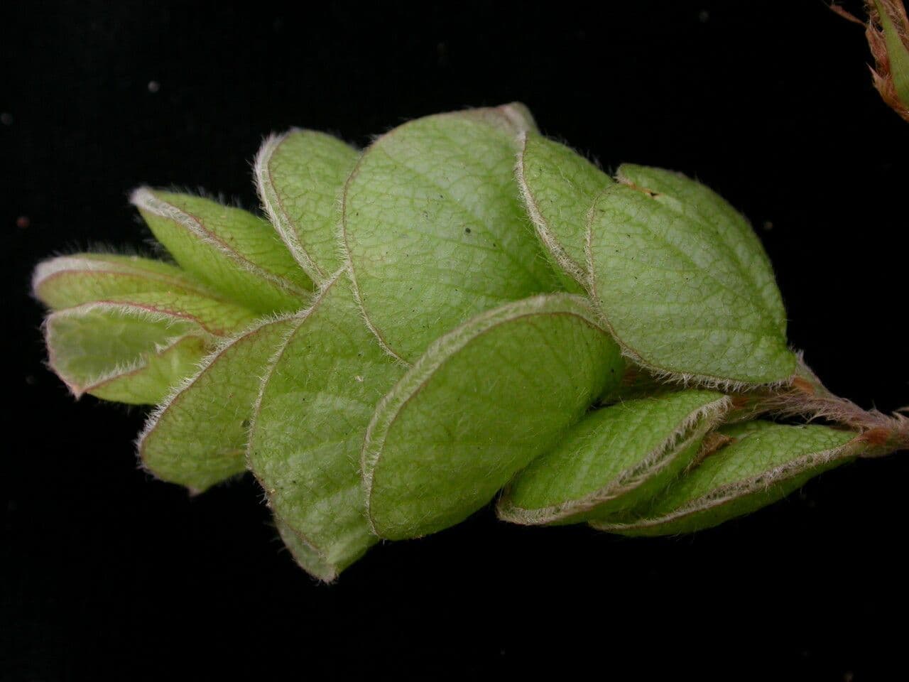 Flemingia strobilifera 2