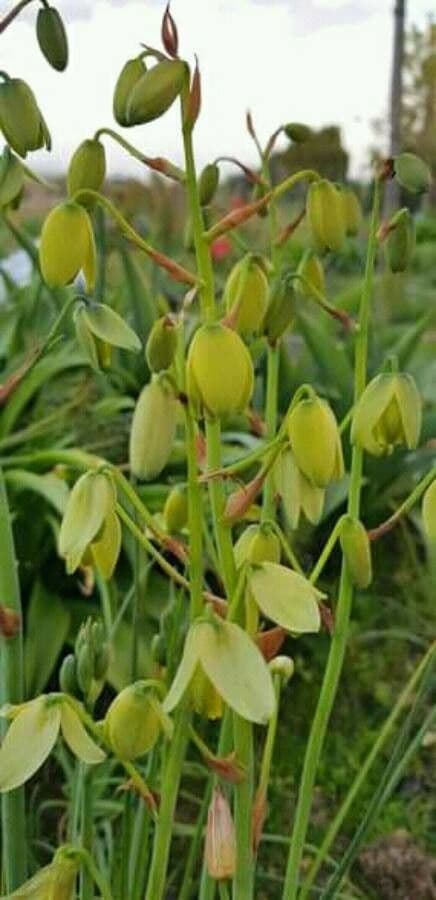 Albuca