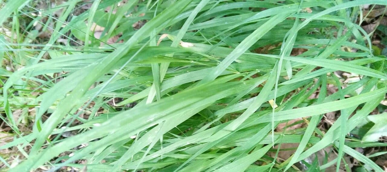 Melica uniflora 16