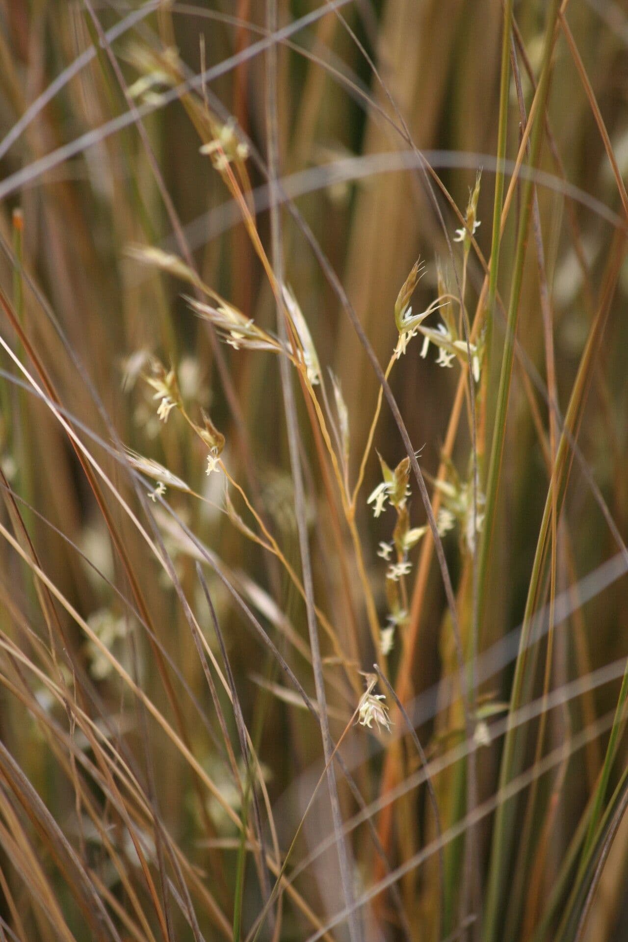 Chionochloa