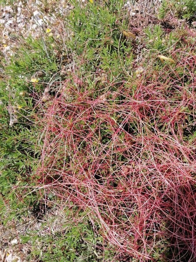 Cuscuta del timo 4