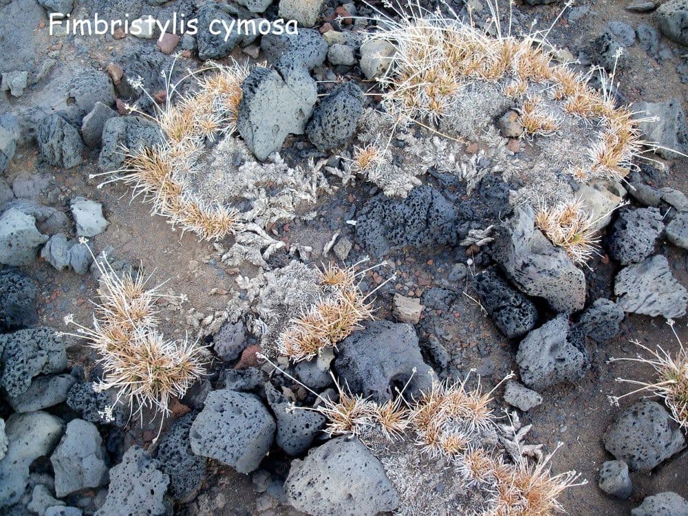 Fimbristylis cymosa 10