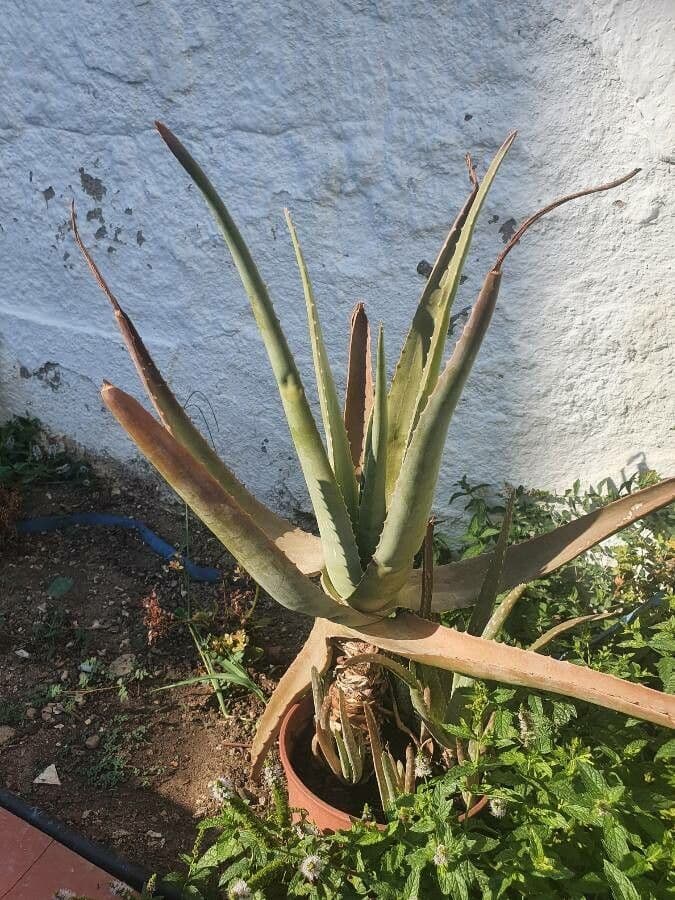 Aloe 3