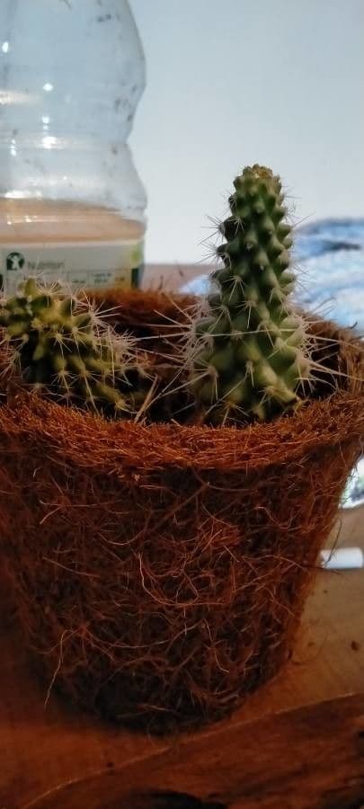 Mammillaria 13