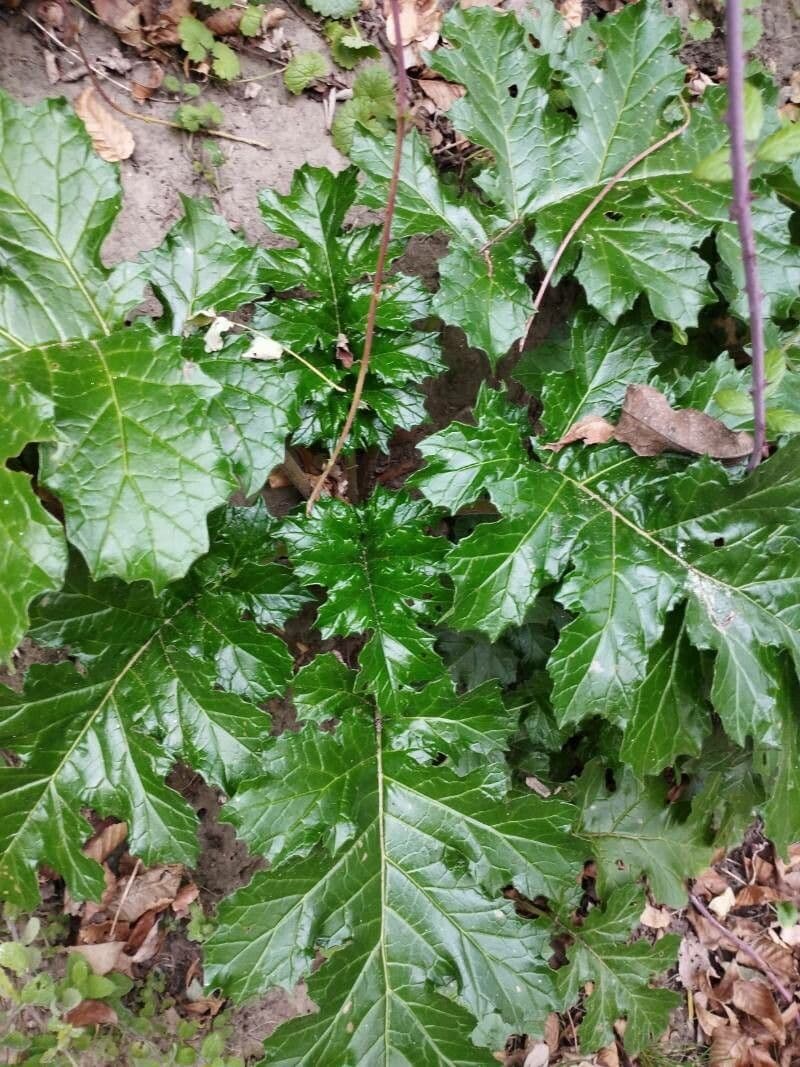 Acantho spinoso 16