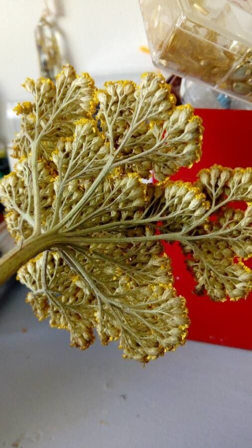 Achillea filipendula 25