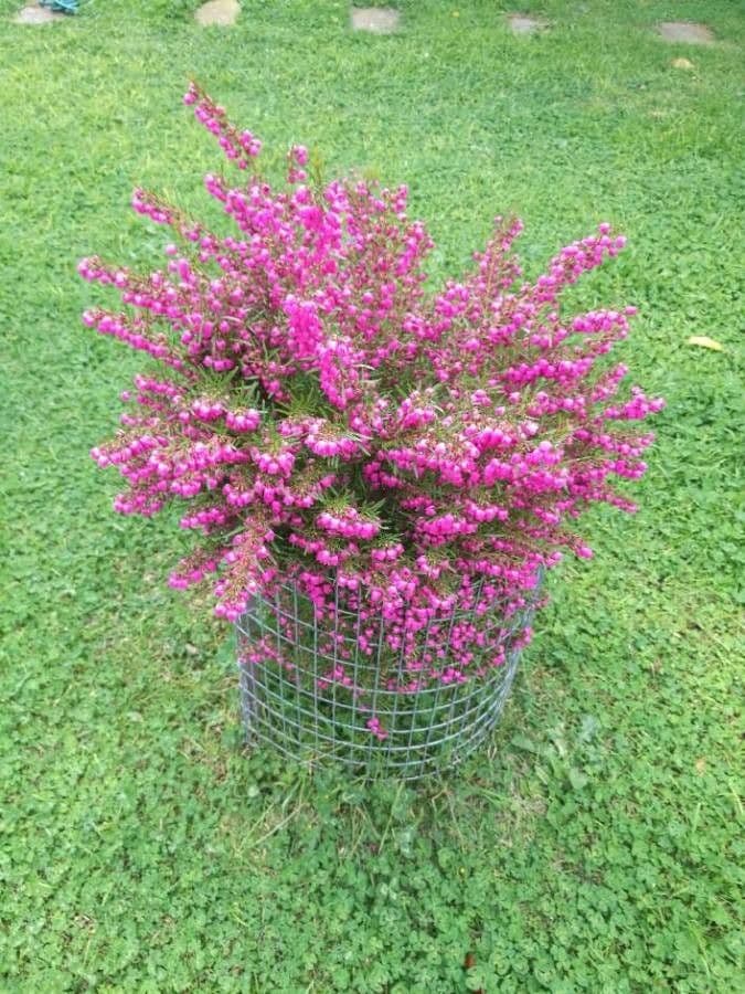Boronia 7