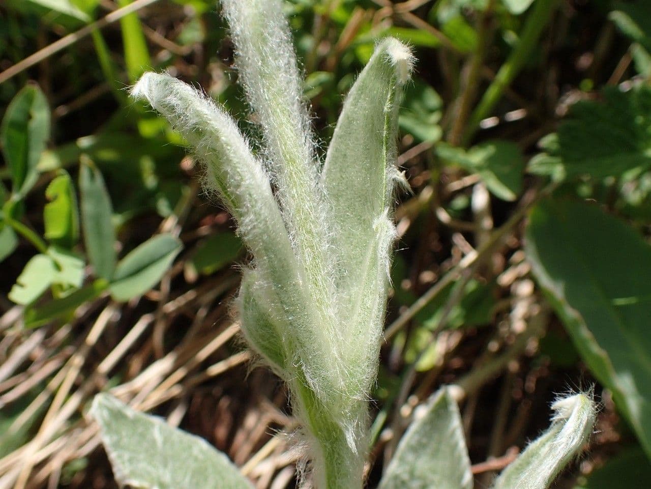 Silene 13