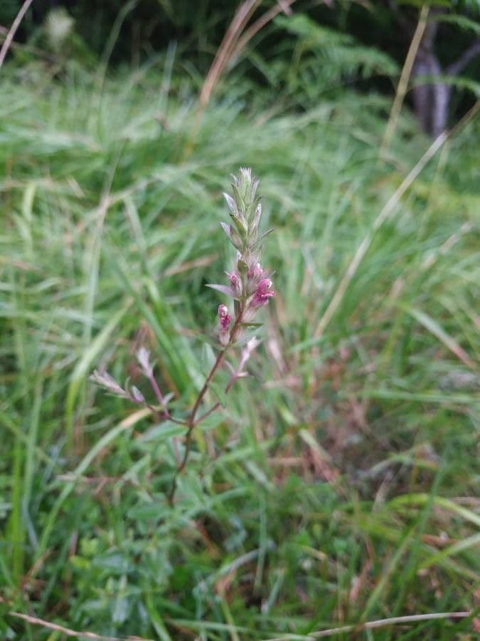 Nothobartsia 3