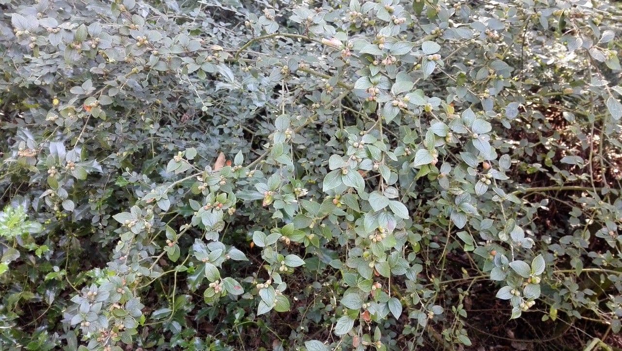 Cotoneaster de Diels 9