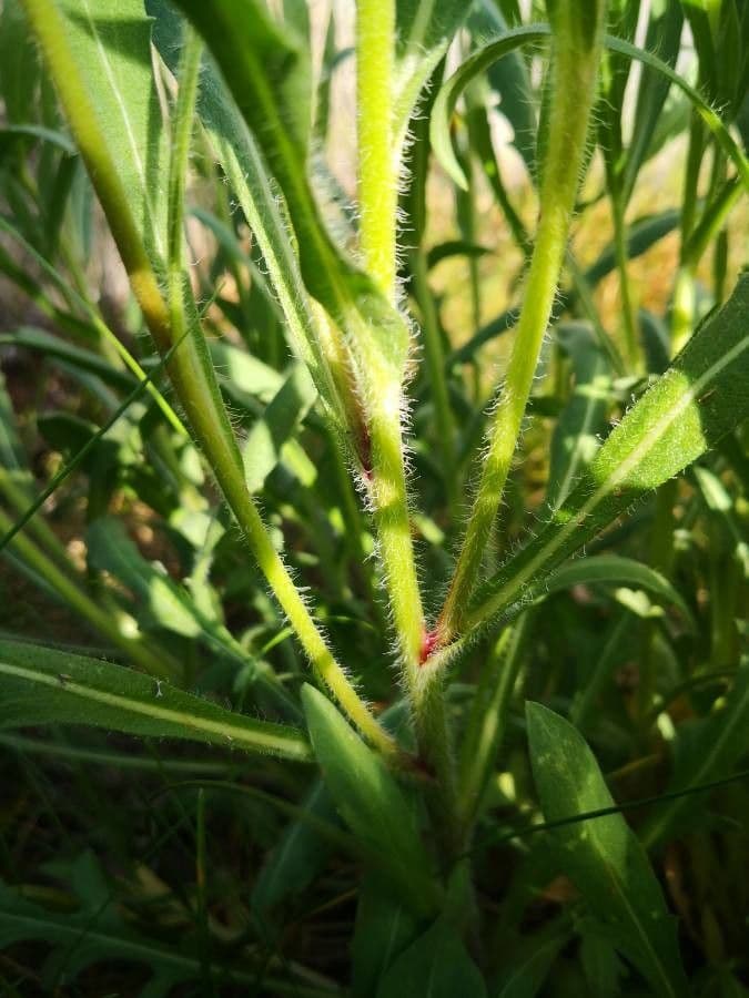 Gaillardia aristata 25