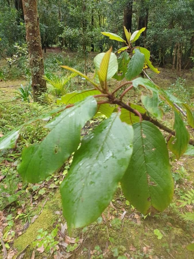 Frangula azorica 3