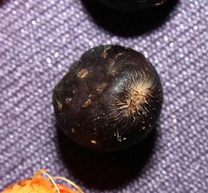 Bactris 13