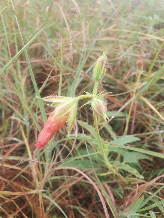 Monsonia 23