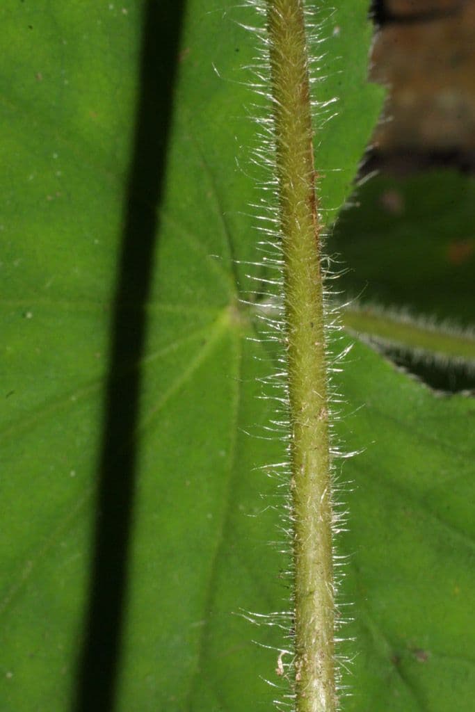 Alumroot peludo 20