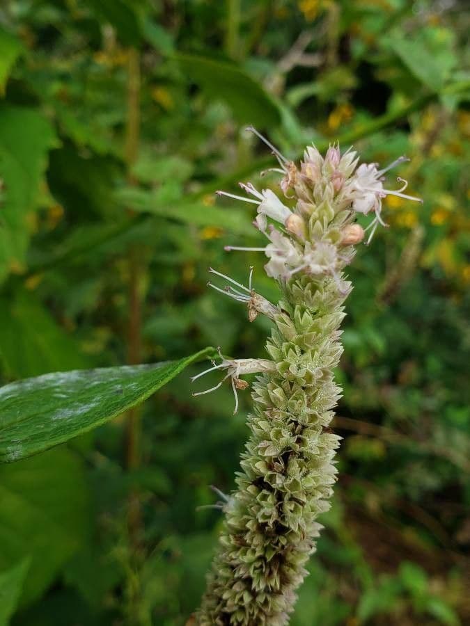 Riesen-Dupperminthe 2