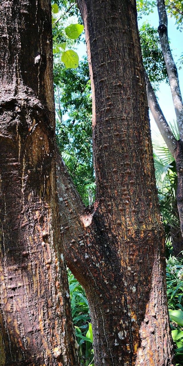 Korallenbaum 7