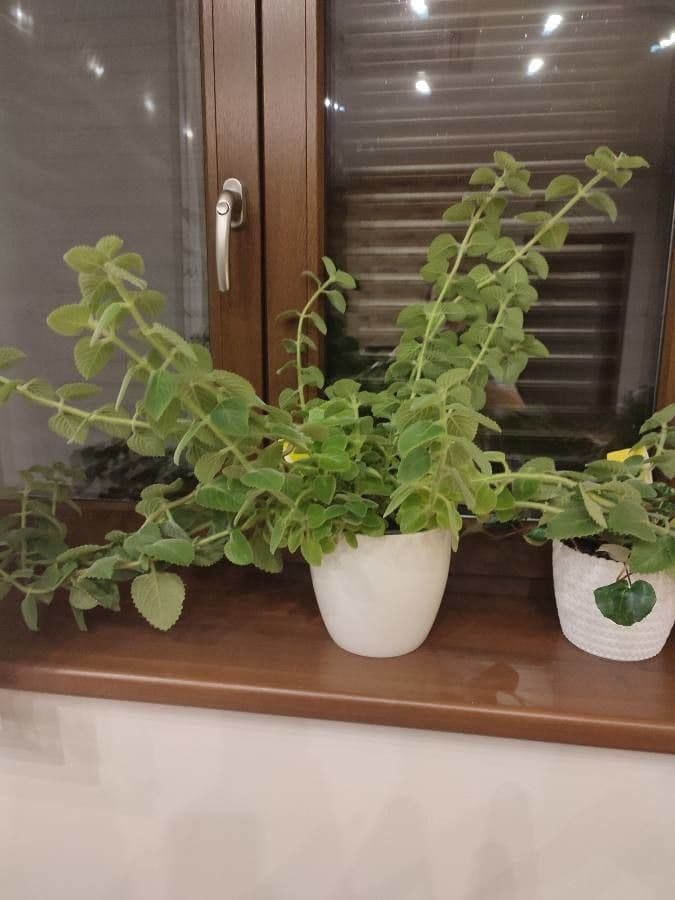 Cuban-oregano 12