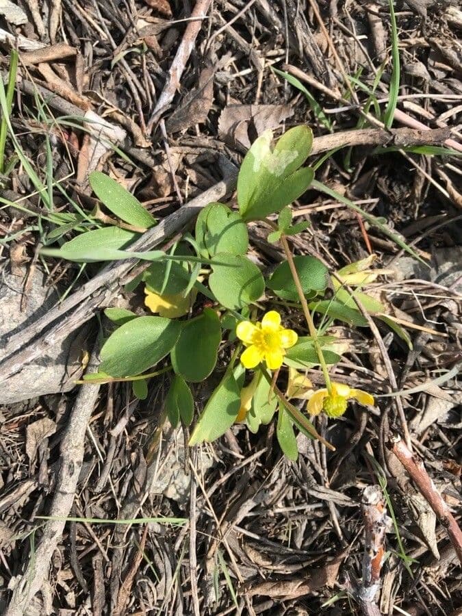 Ranunculus glaberrimus 14