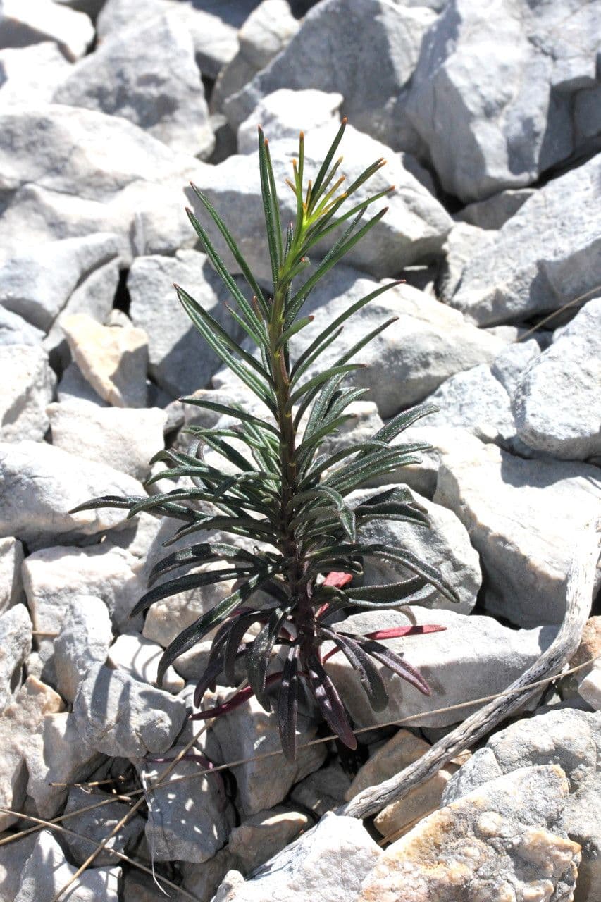 Schiffchenblättrige Schleifenblume 14