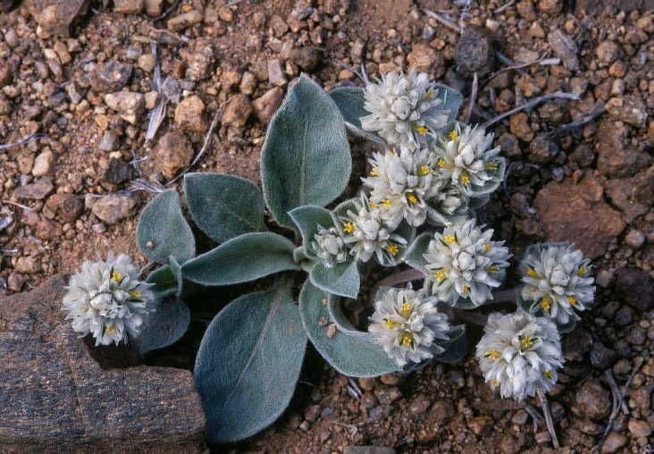 Gomphrena 5
