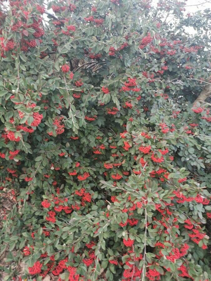 Cotoneaster 14