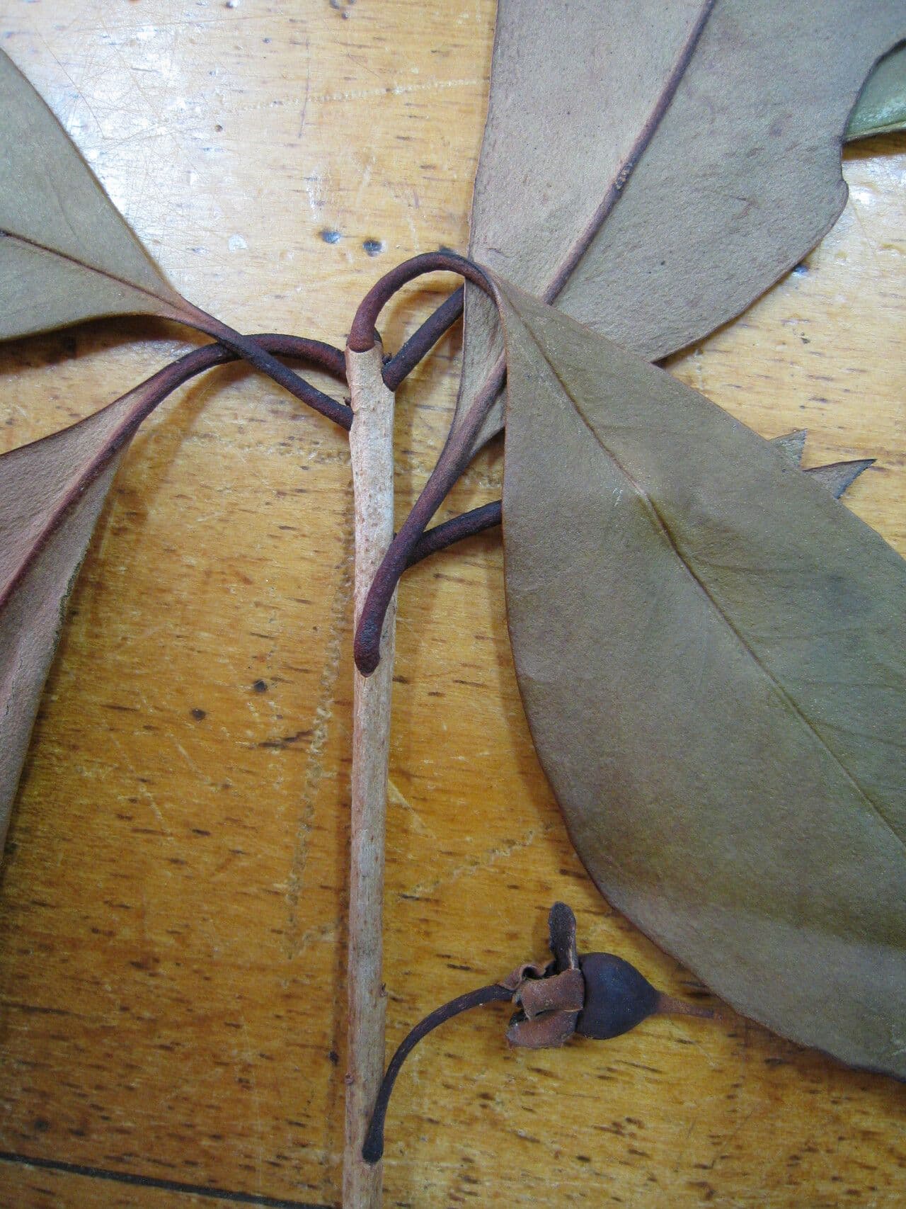 Ternstroemia 2