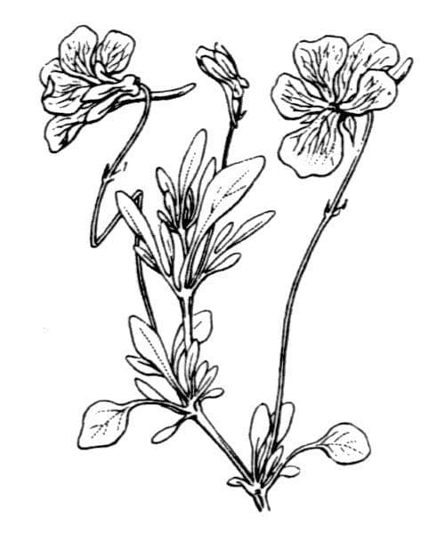 Viola 11