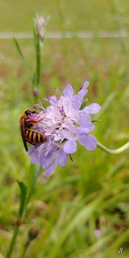 Vedovina selvatica 8